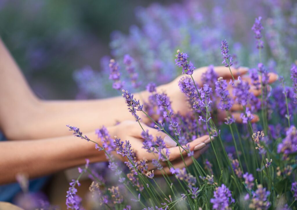 lavendel